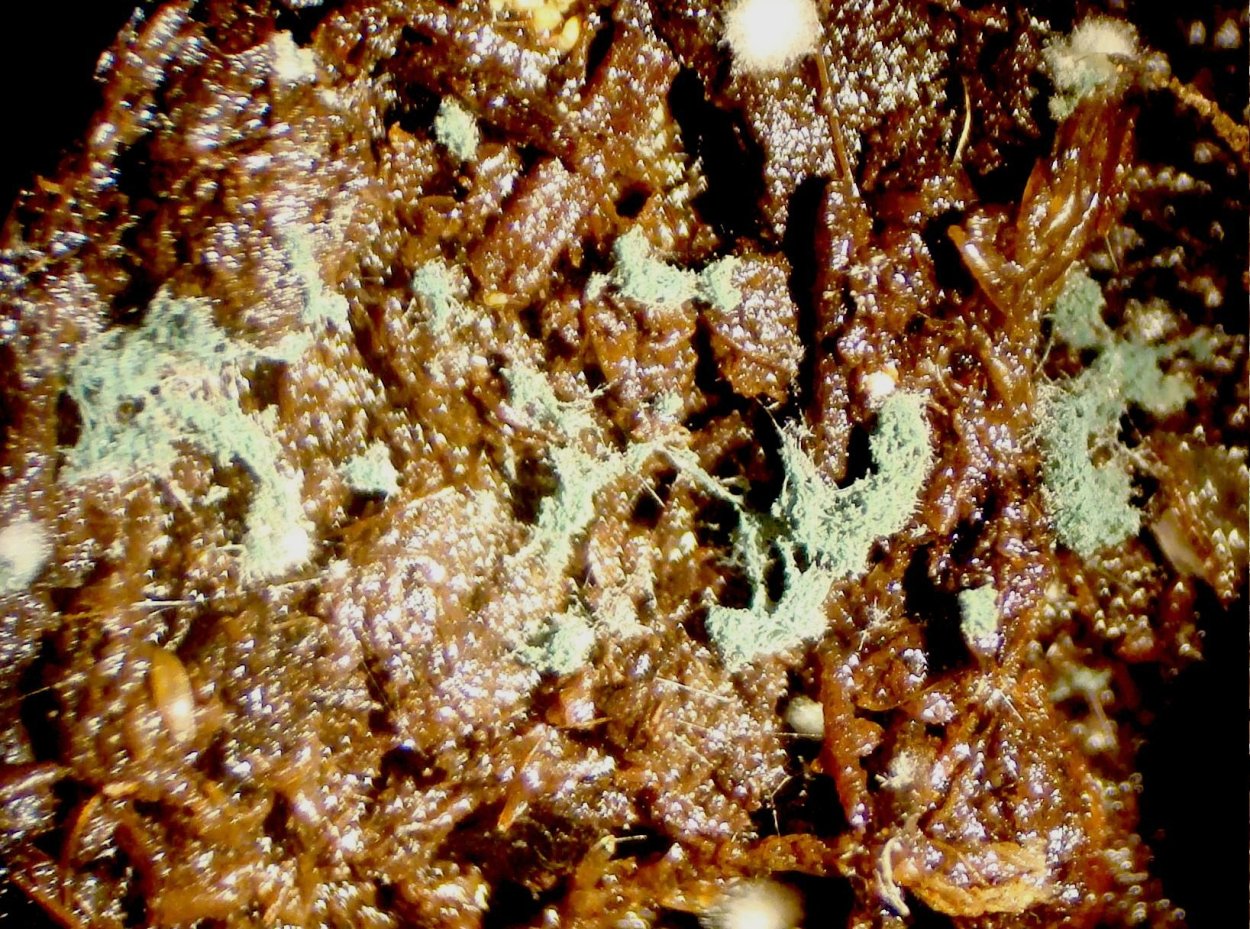 Триходерма harzianum