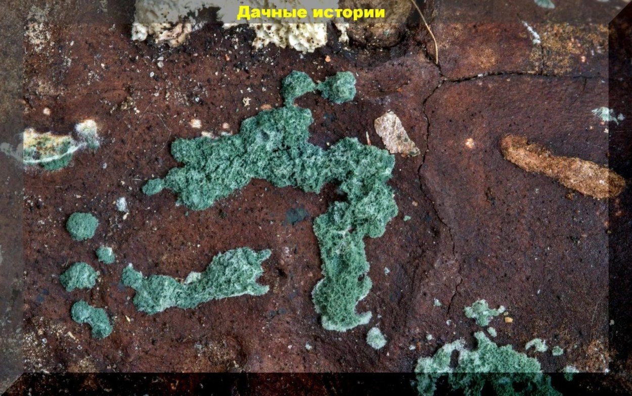 Триходерма вериде 15г