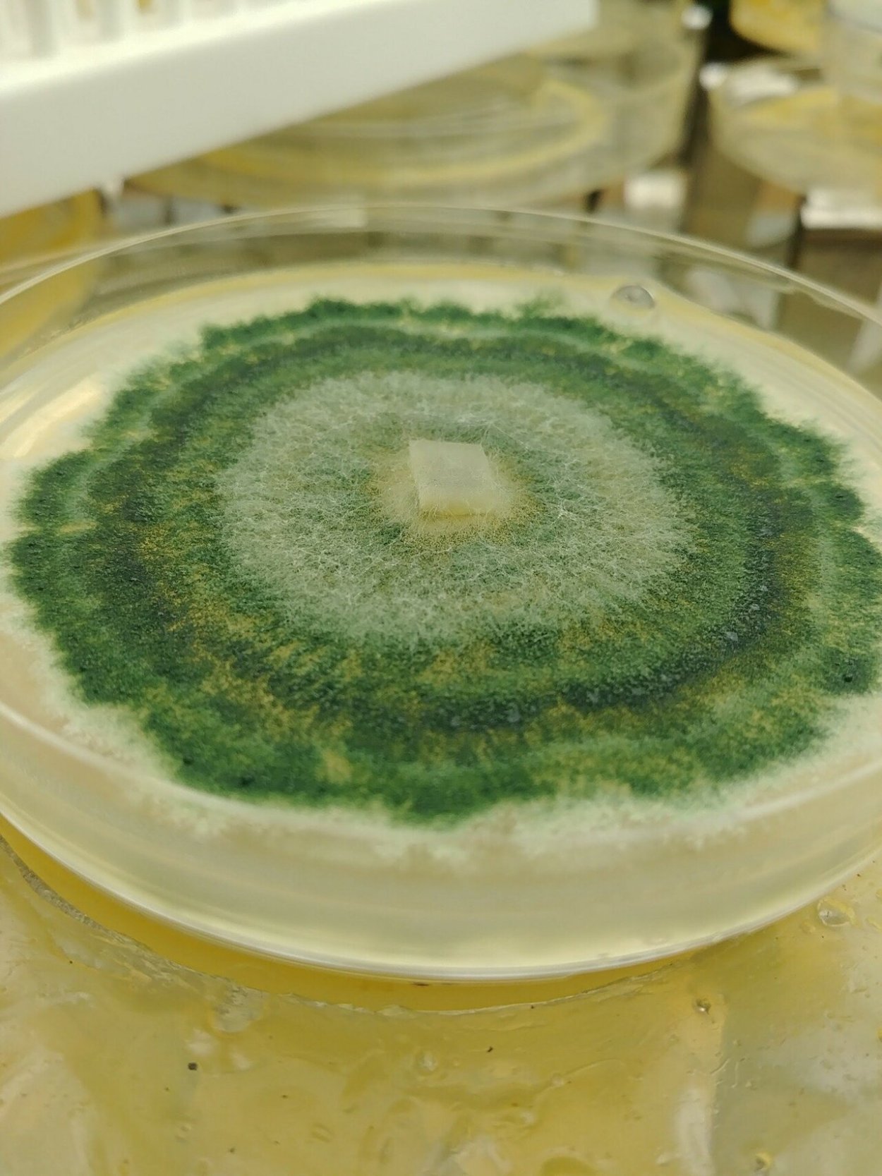 Триходерма Глиокладин чашке Петри