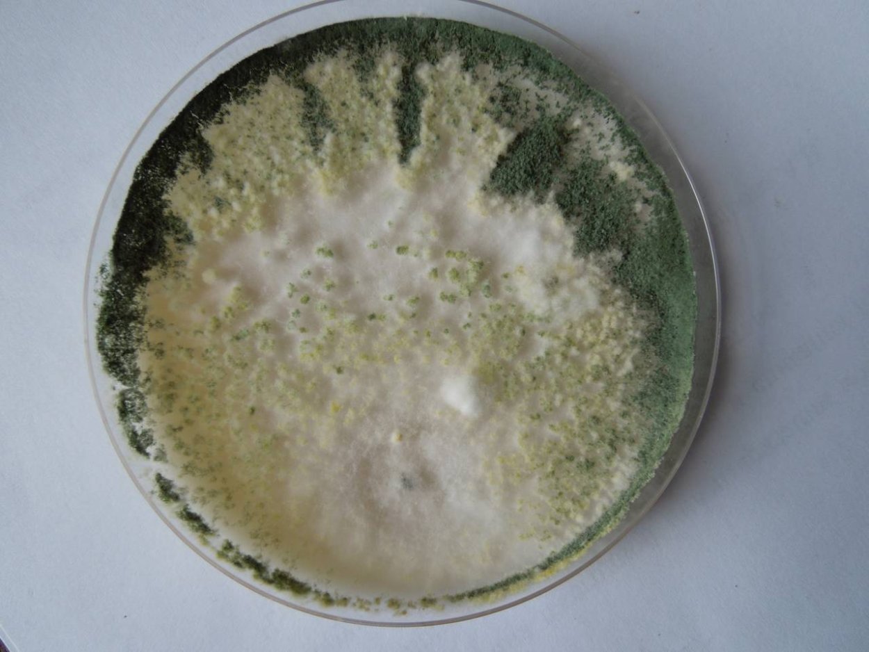 Trichoderma viride триходермина