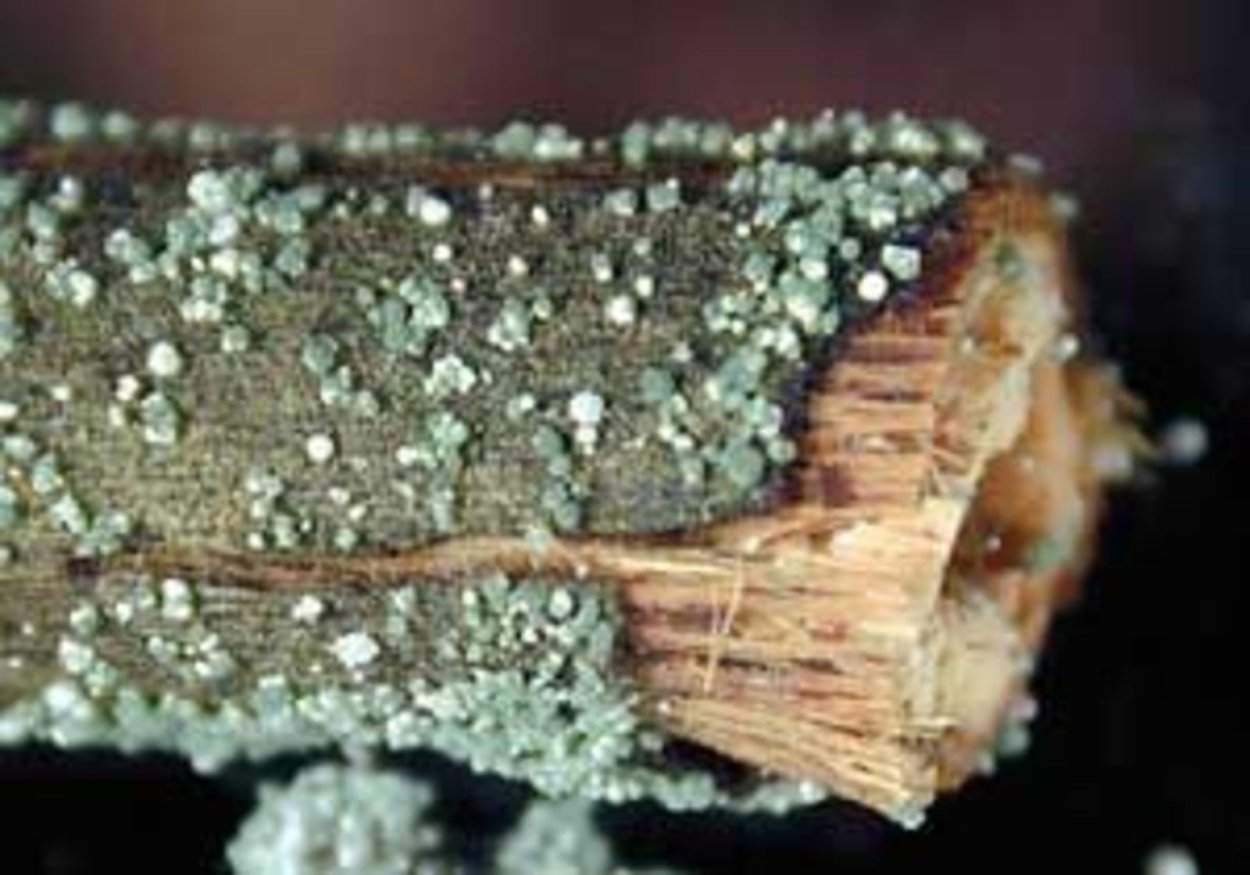 Trichoderma микориза