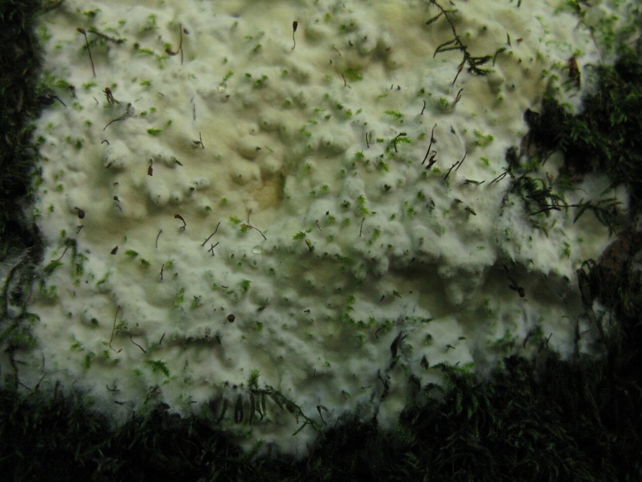 Триходерма Верде мицелий