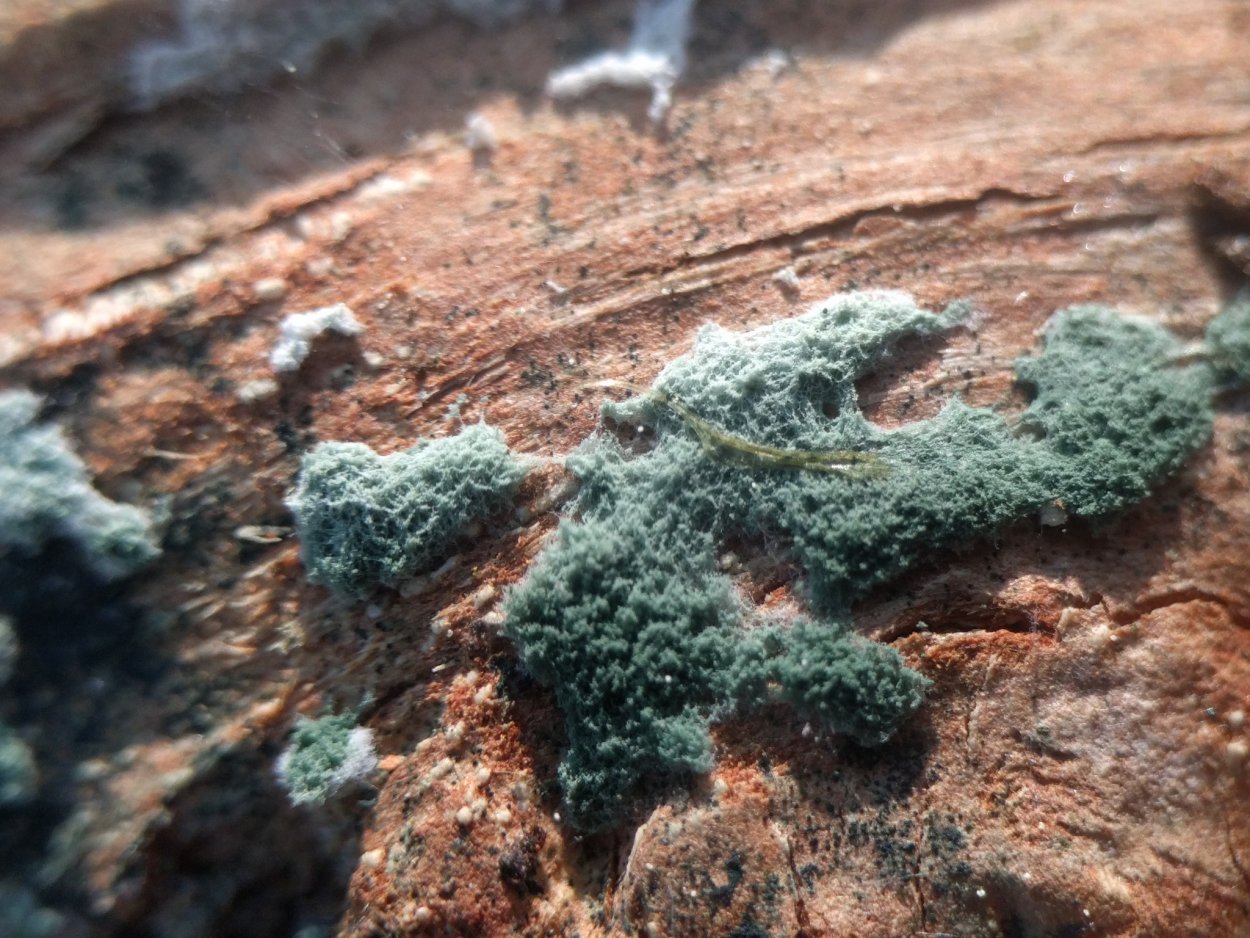 Триходерма Конинга