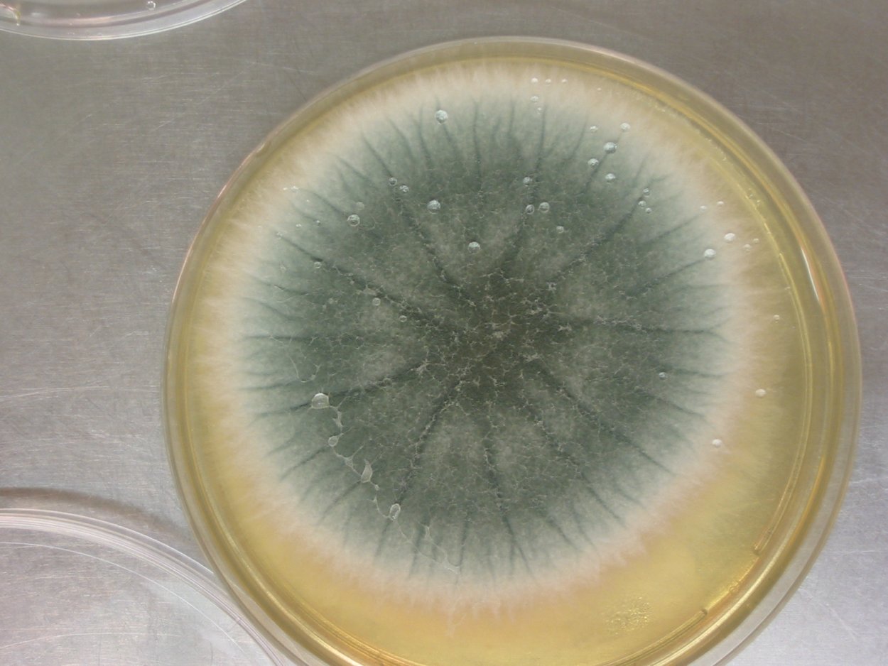 Aspergillus и Penicillium