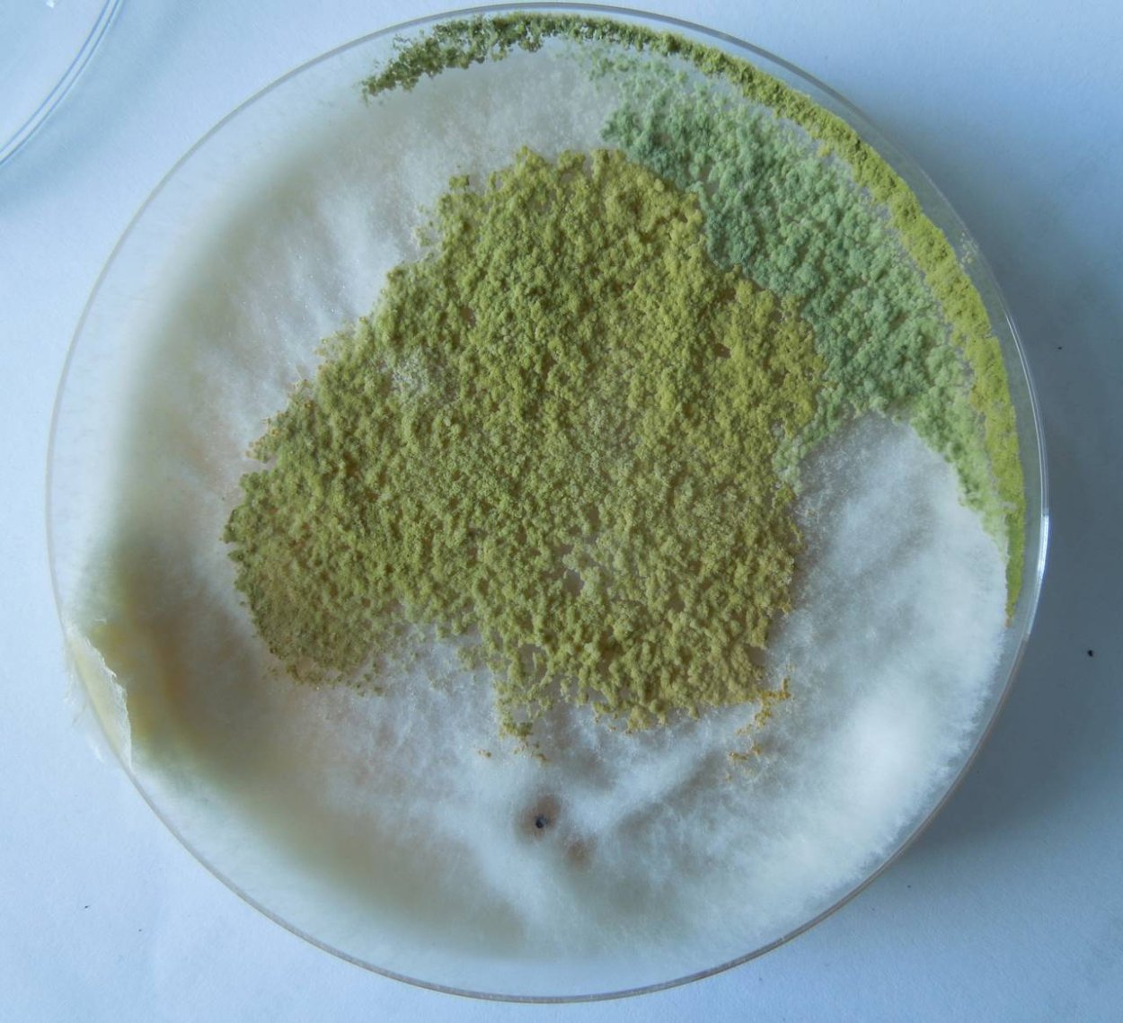 Триходерма viride