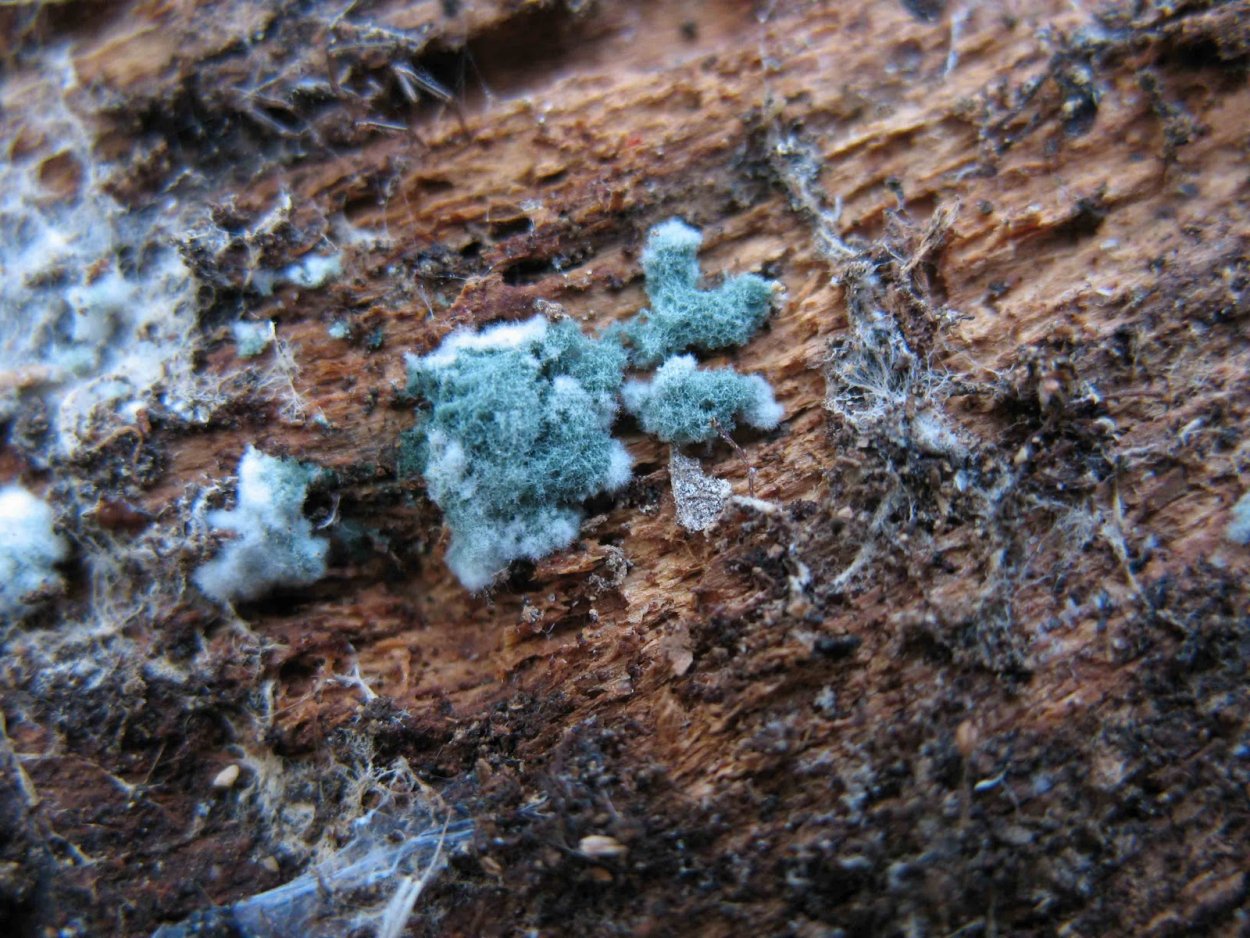 Trichoderma harzianum мицелий