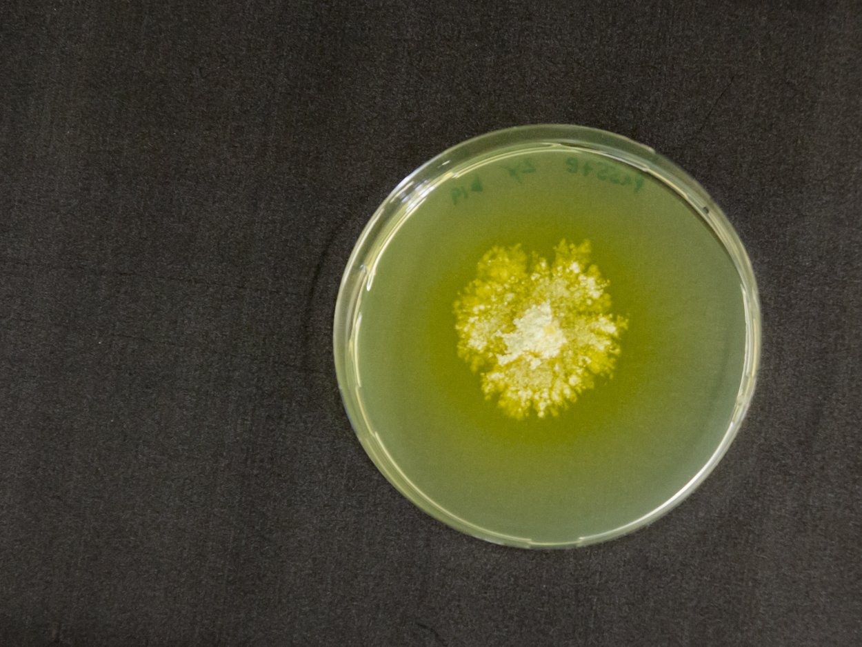 Триходерма желтая