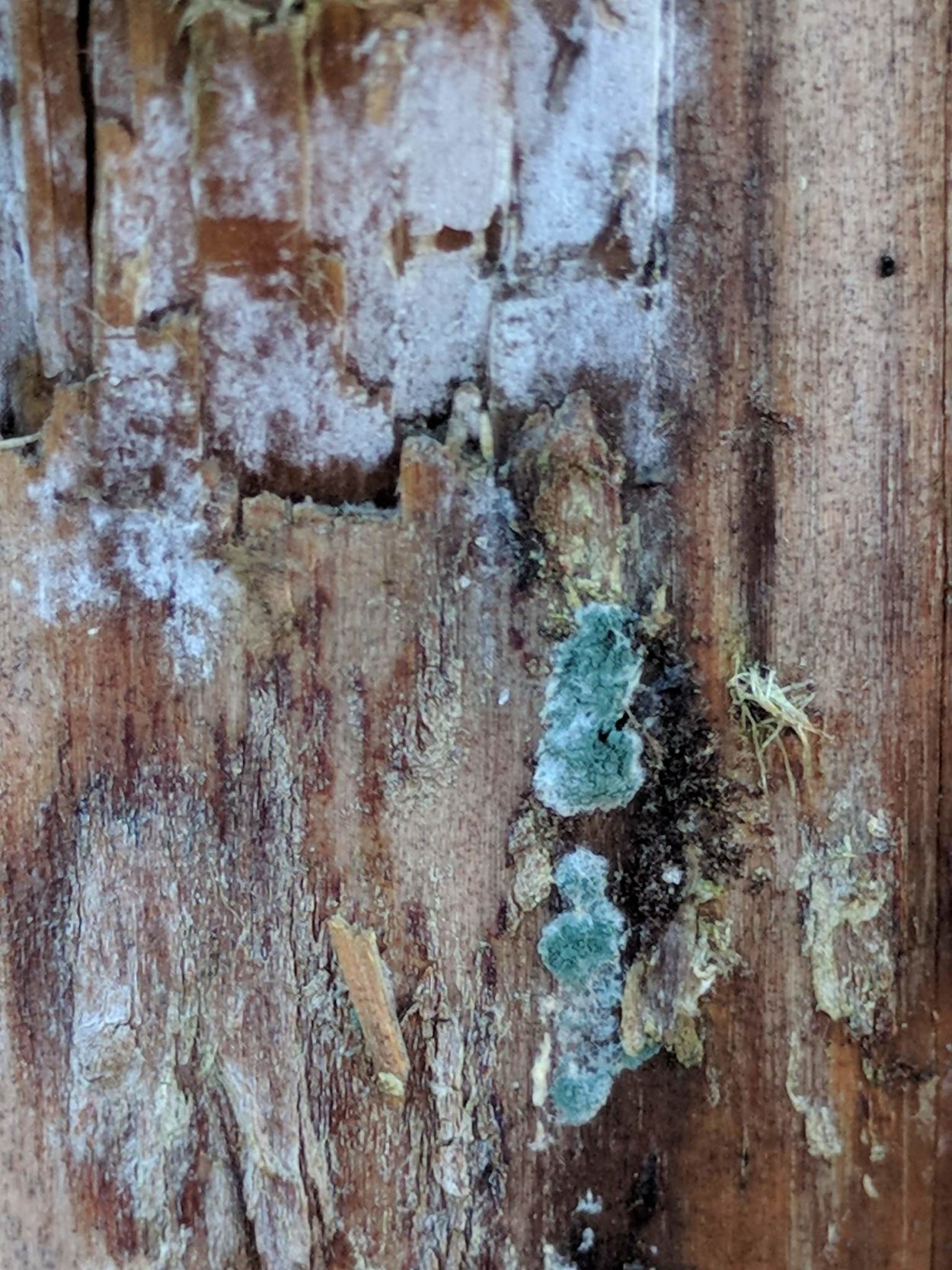 Кожеед рода триходерма