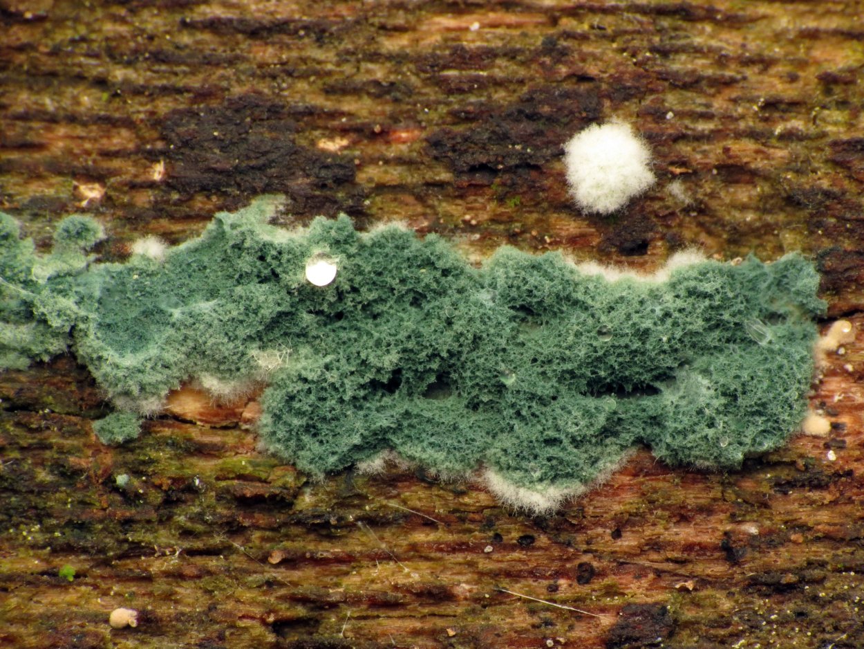 Триходерма зеленая