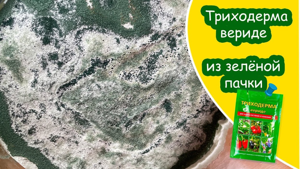 Триходерма вериде на зерне