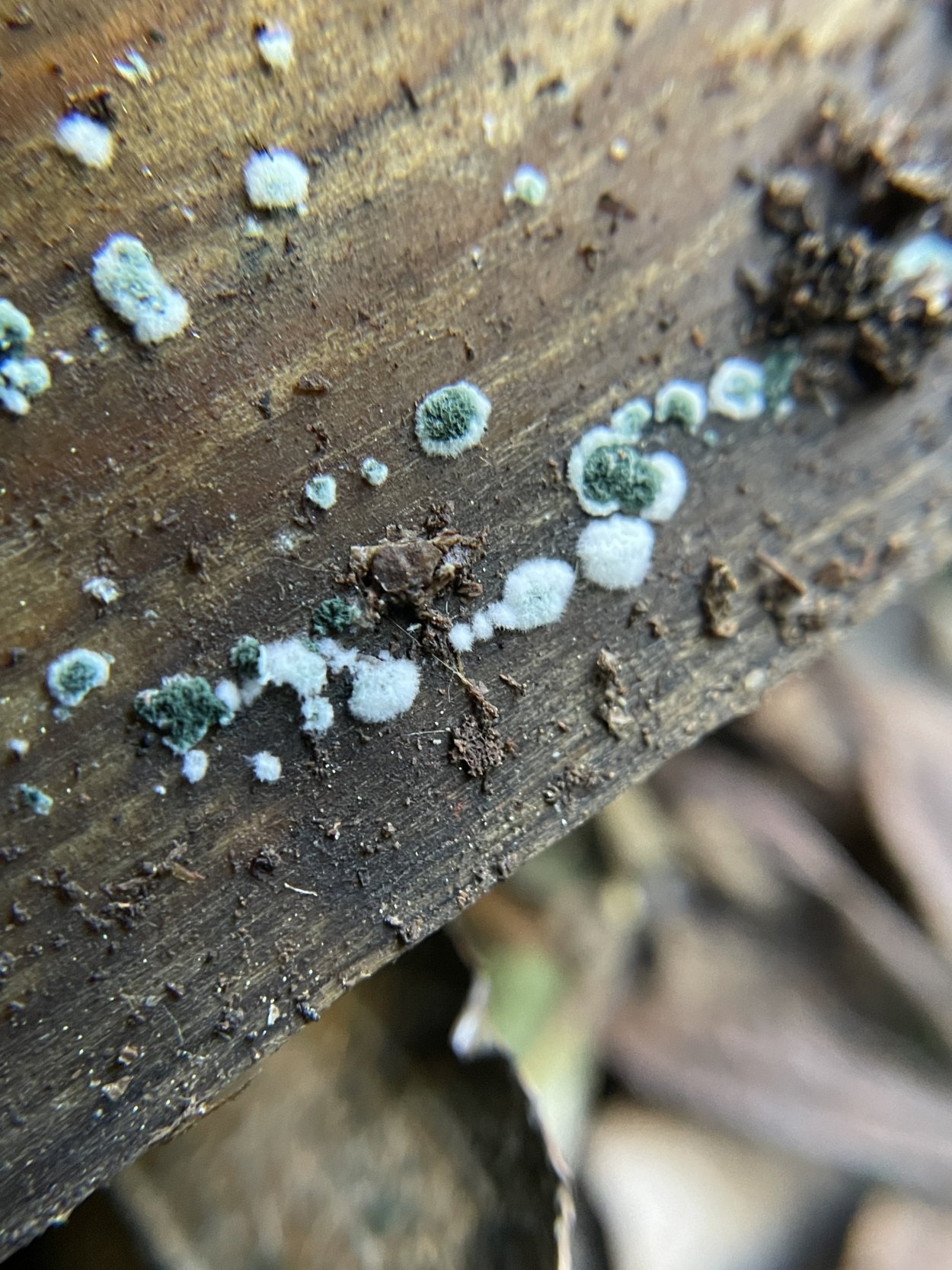 Насекомое триходерма