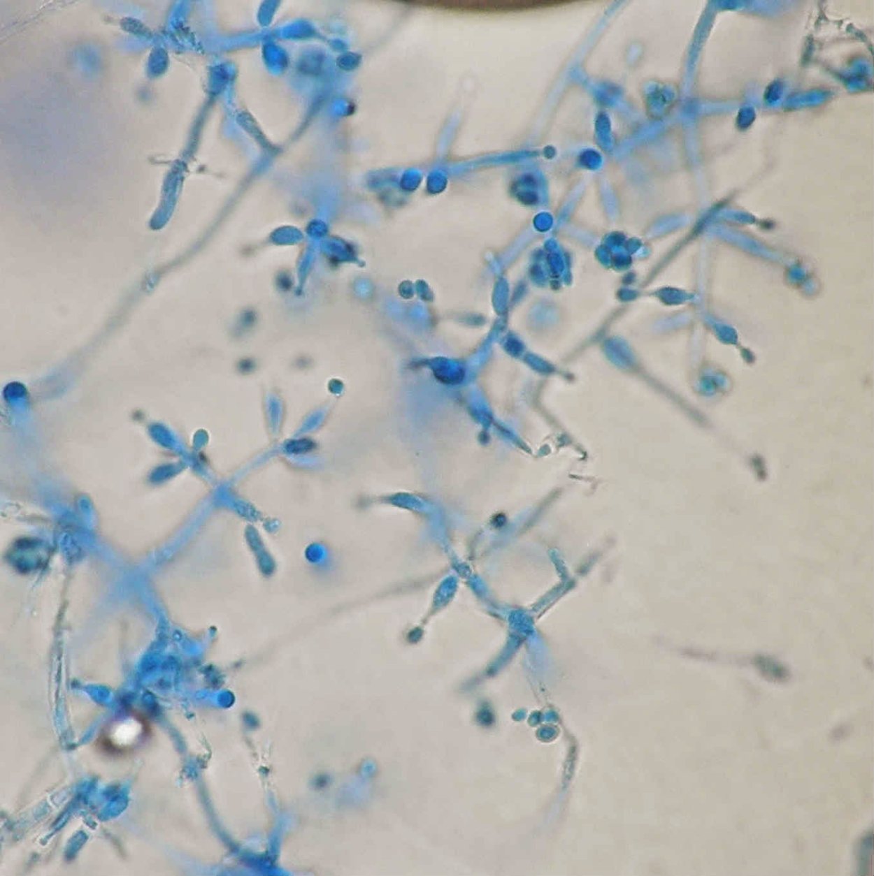 Грибов рода Trichoderma