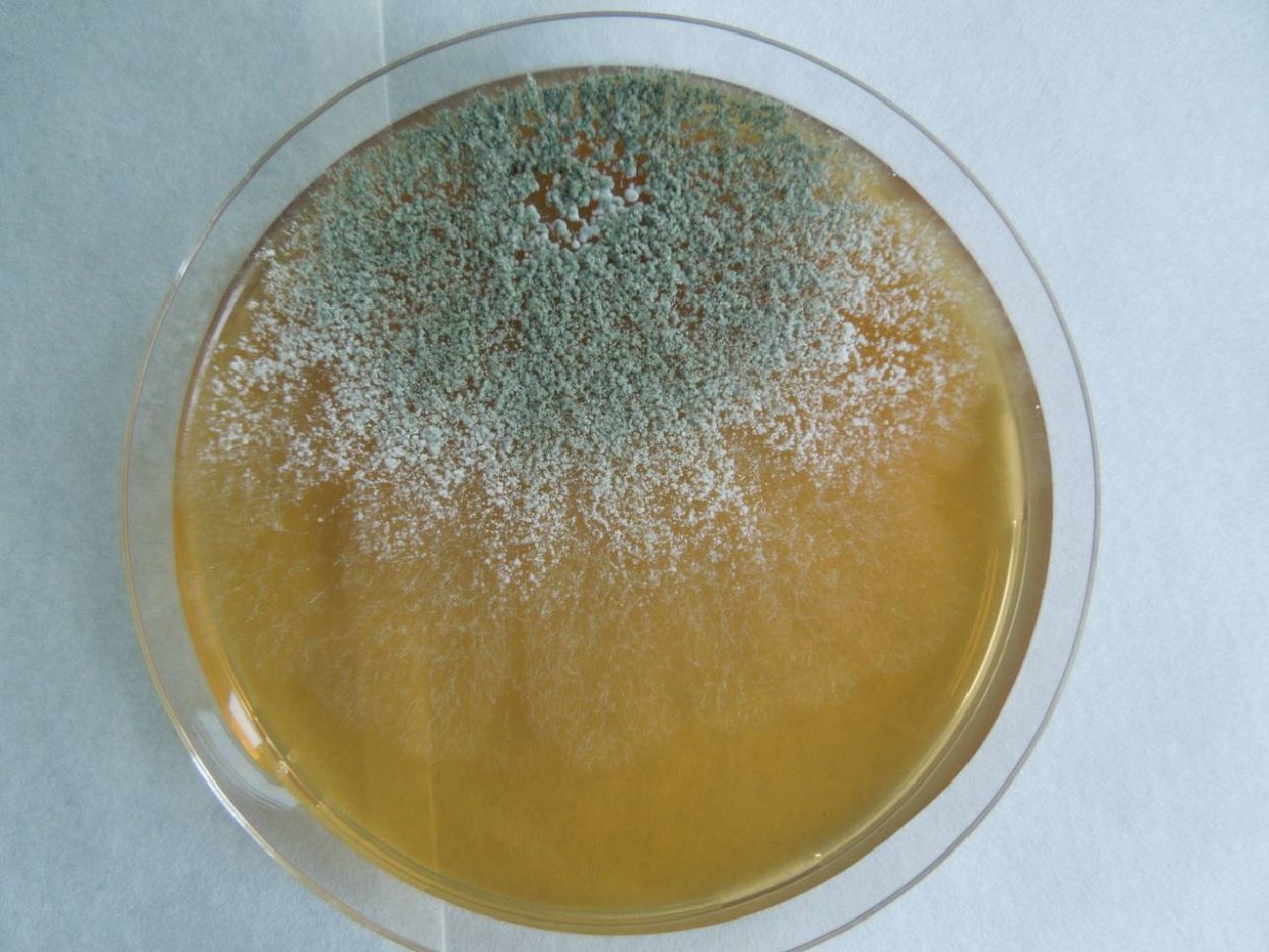 Триходерма лигнорум