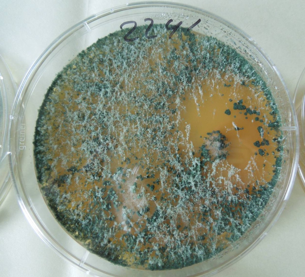 Триходерма Конинга