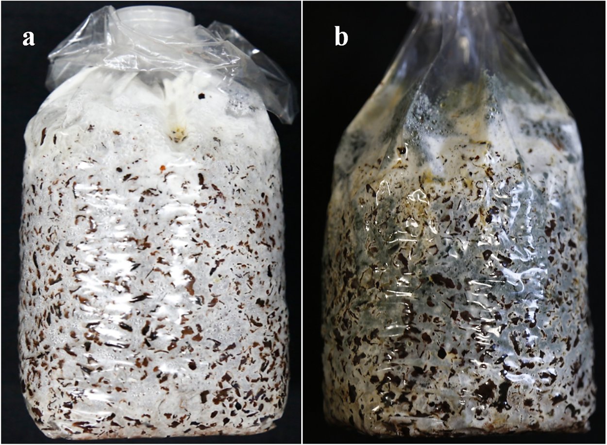 Триходерма мицелий