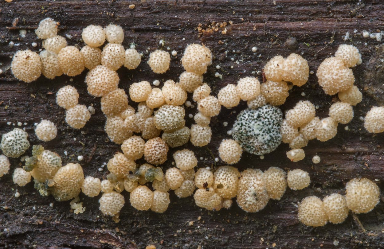 Гипокрея гриб