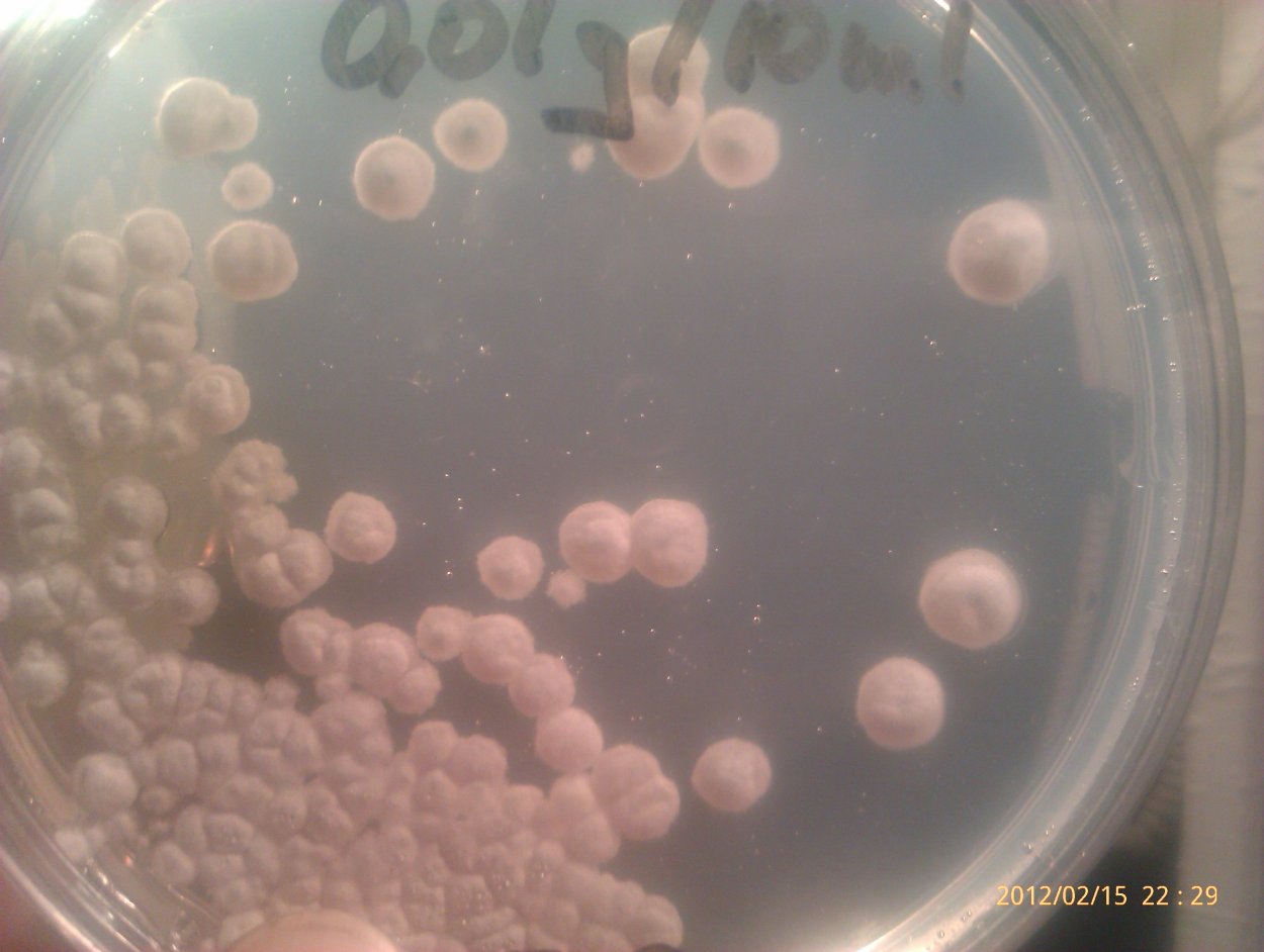 Trichoderma atroviride
