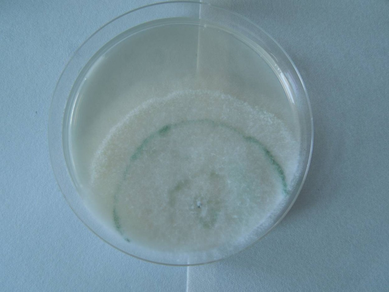 Триходерма в жидкой среде