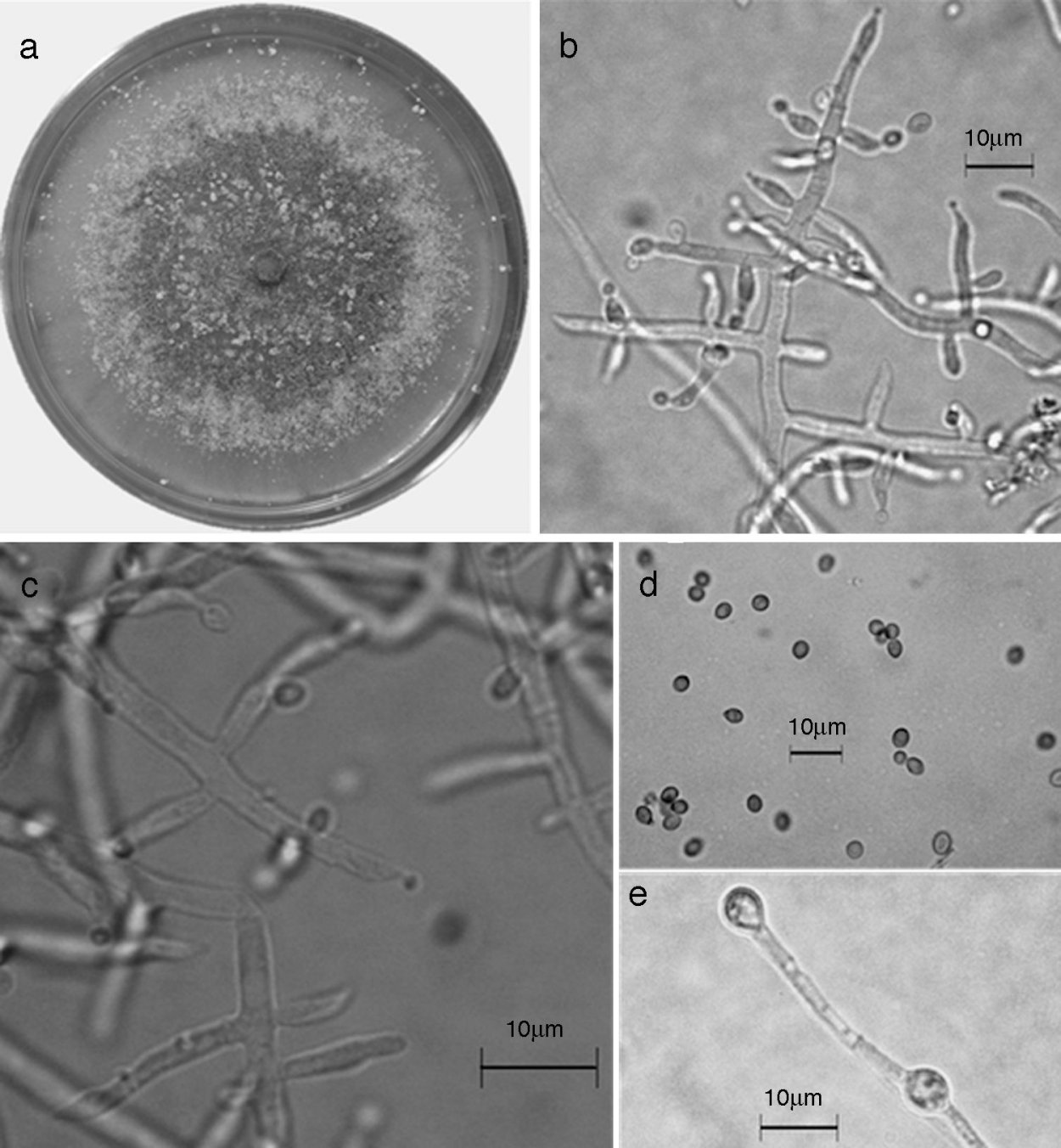 Гриб Trichoderma reesei
