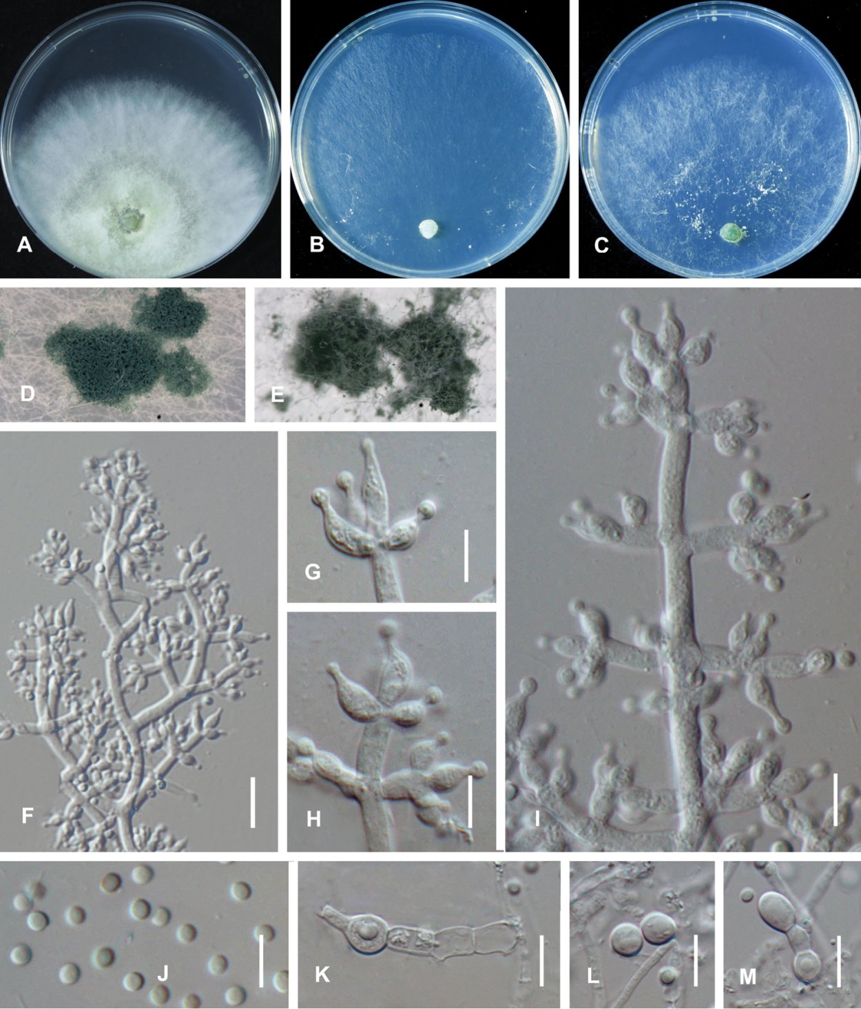 Триходерма хорцеанум