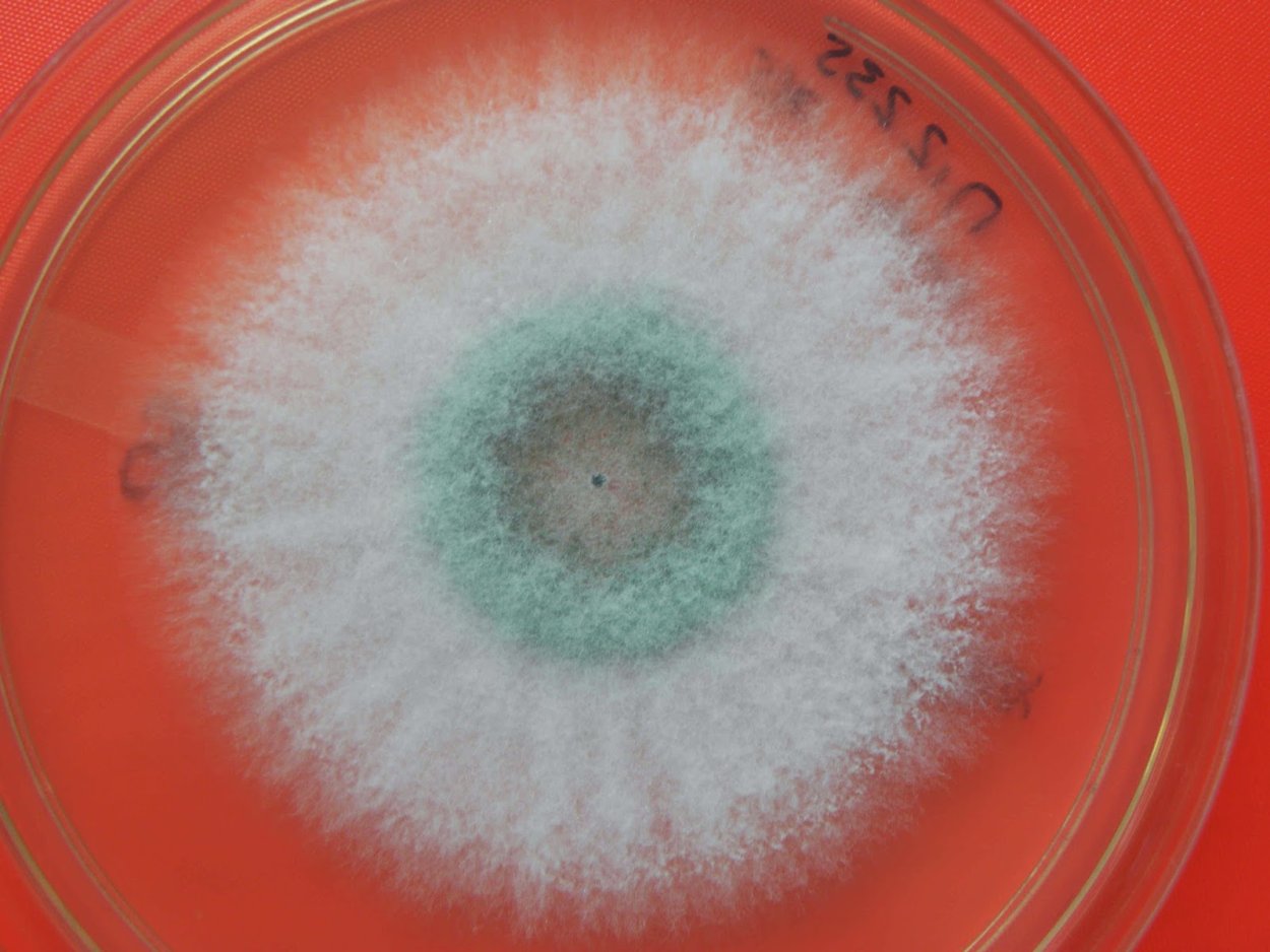 Триходерма лигнорум