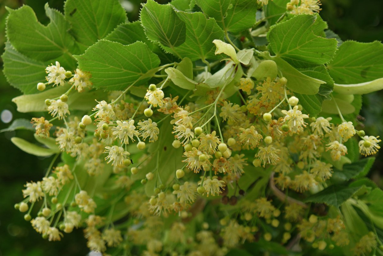 Липа уральская