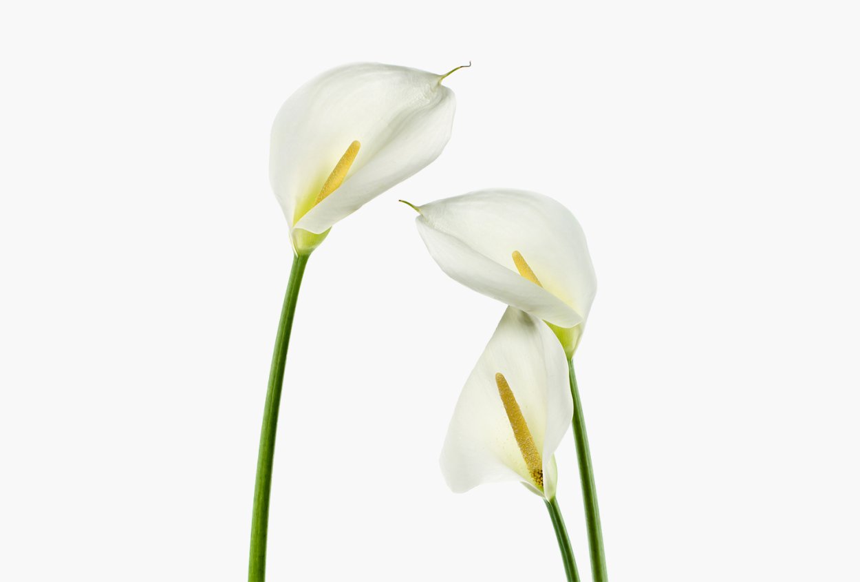 6606-79 Callas