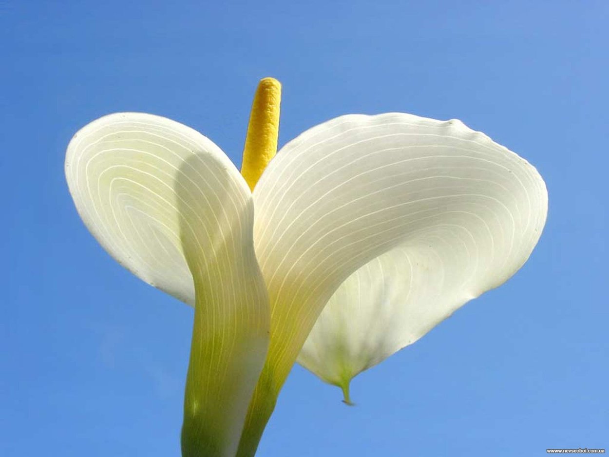 Calla Lily цветок