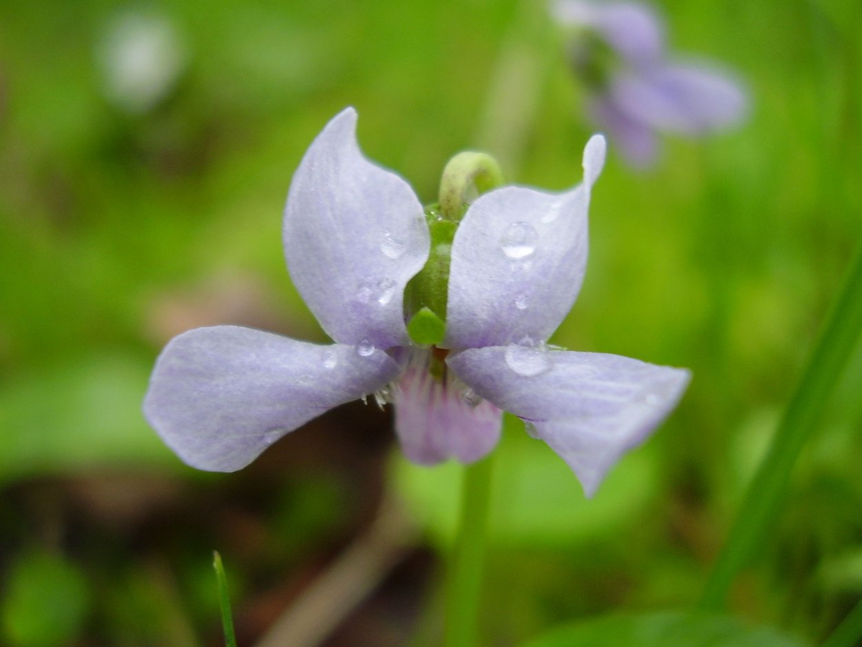 Nothrus palustris
