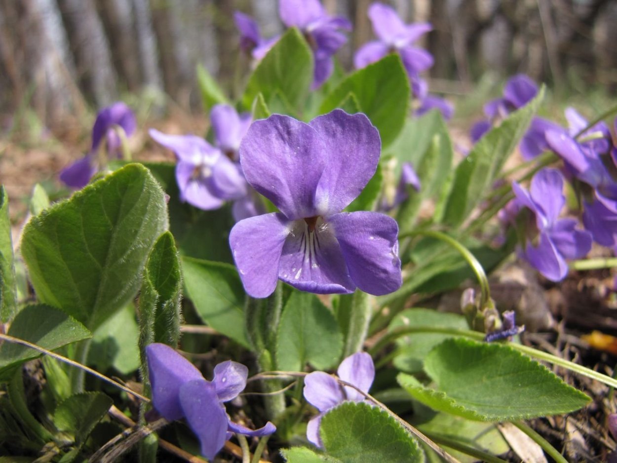 Фиалка топяная Viola uliginosa