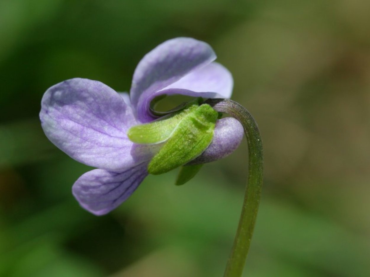 Viola palustris