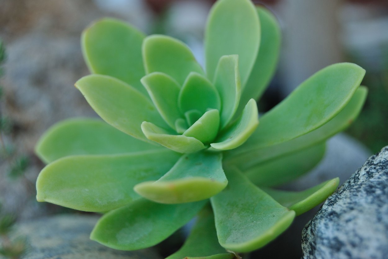 Sedum Palmeri