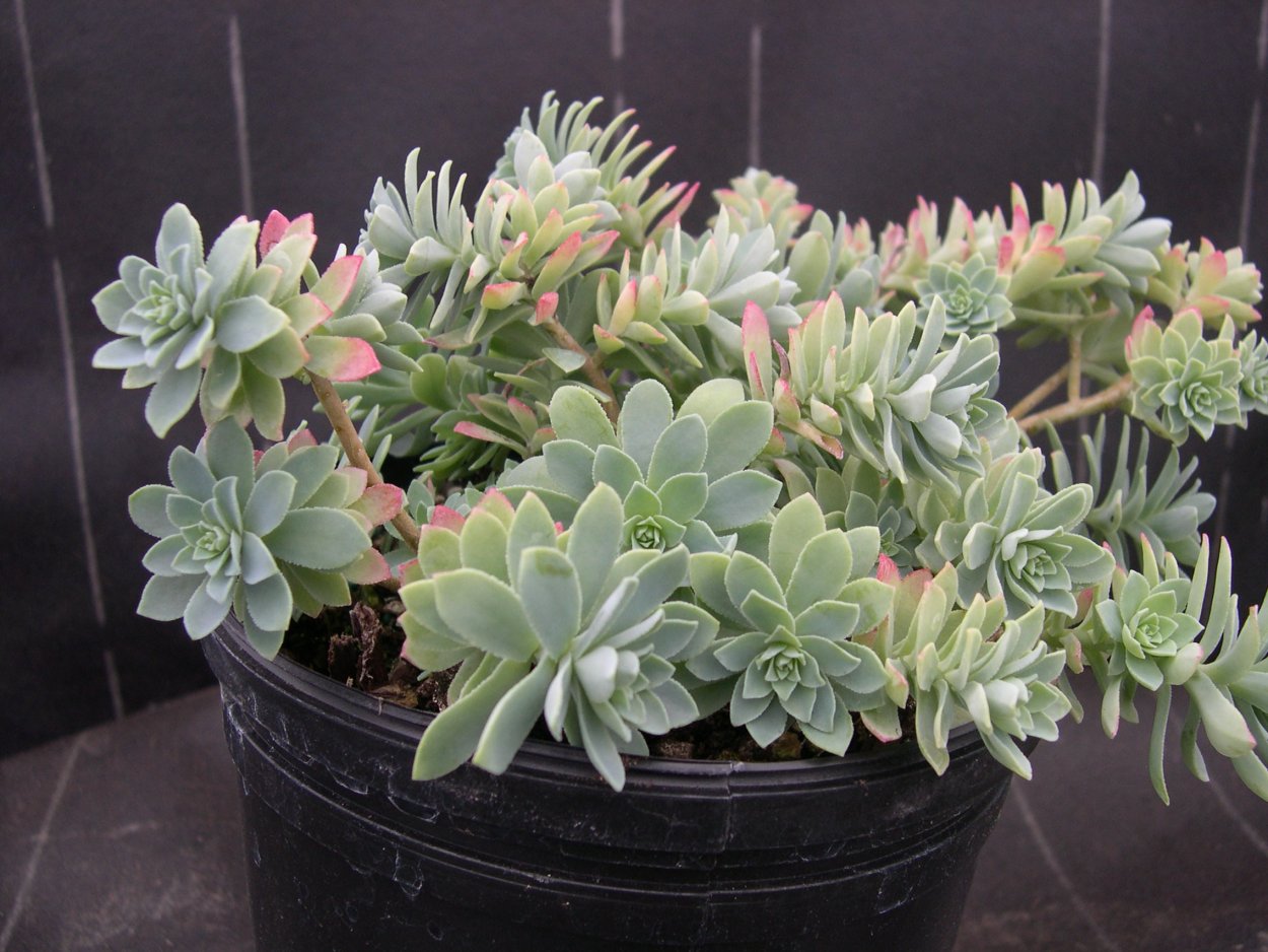 Очиток Вайнберга (Sedum weinbergii