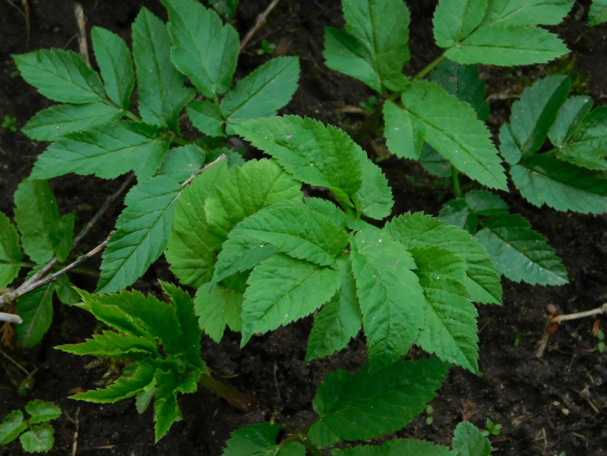 Сныть обыкновенная семена