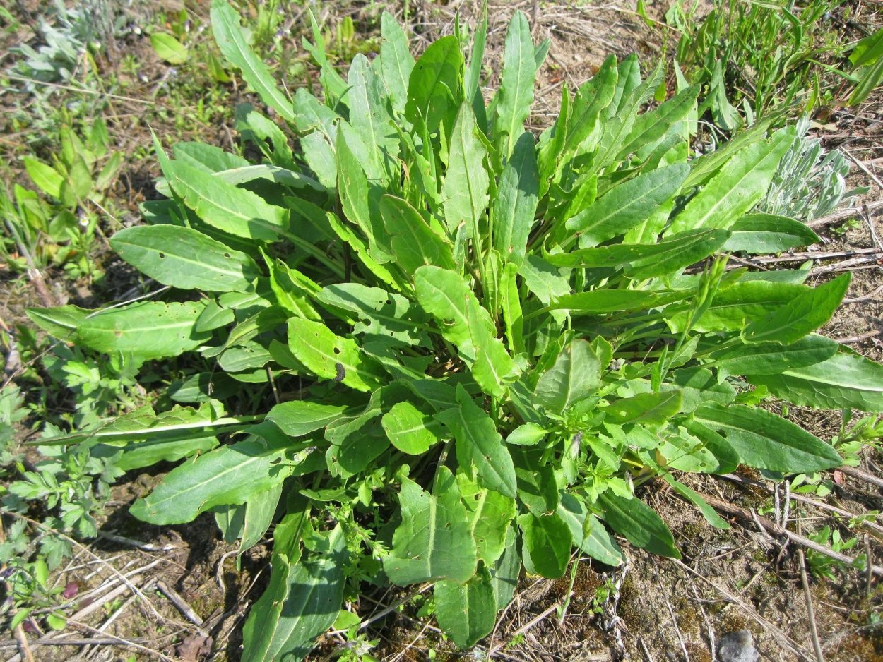 Щавель (Rumex)