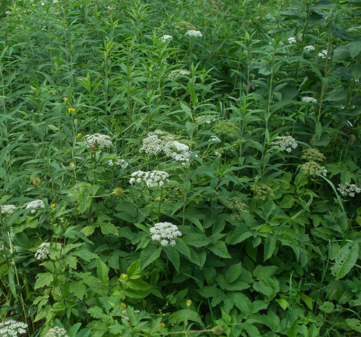 Сныть Луговая