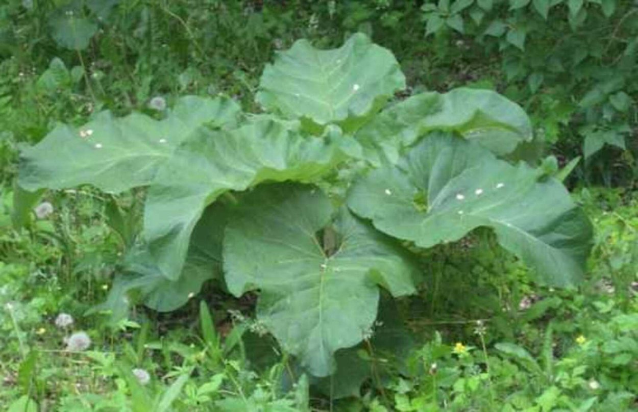 Лопух Абхазский