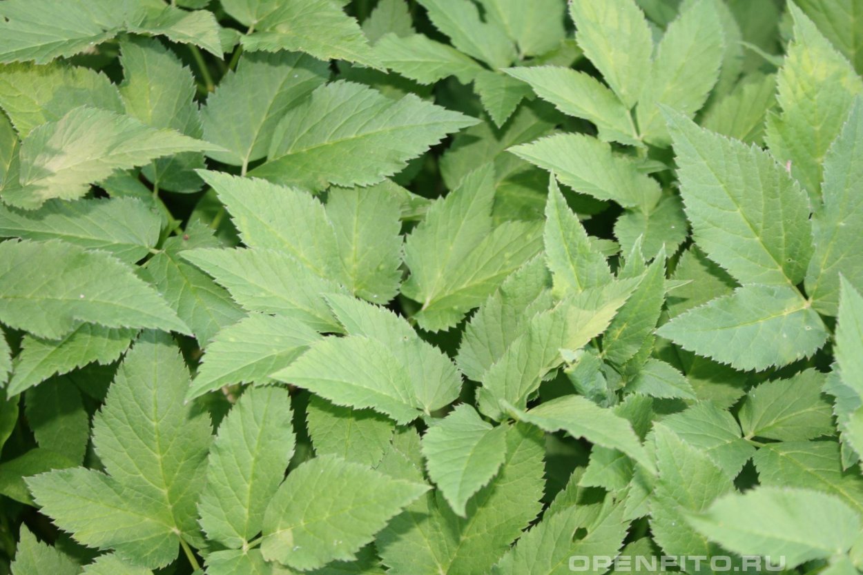 Сныть съедобная