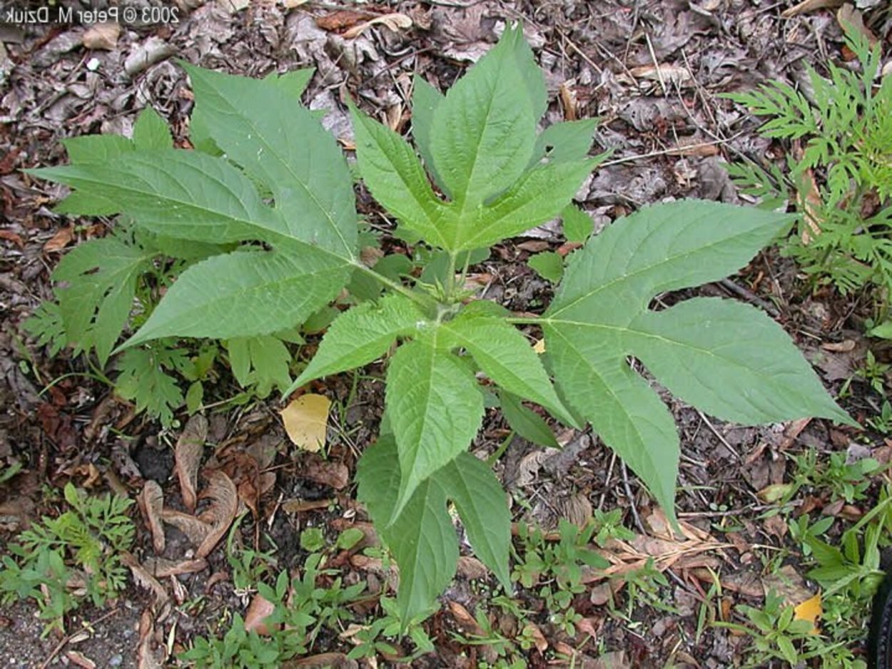 Сорняк амброзия широколистная