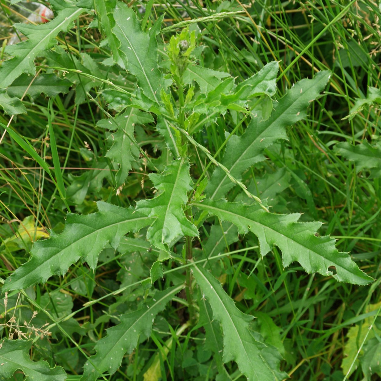 Осот полевой сорняк