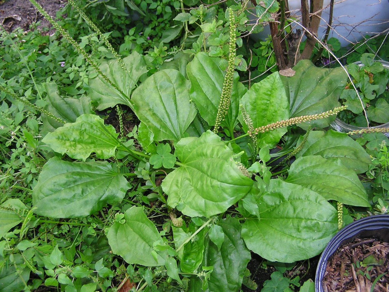 Подорожник сорняк