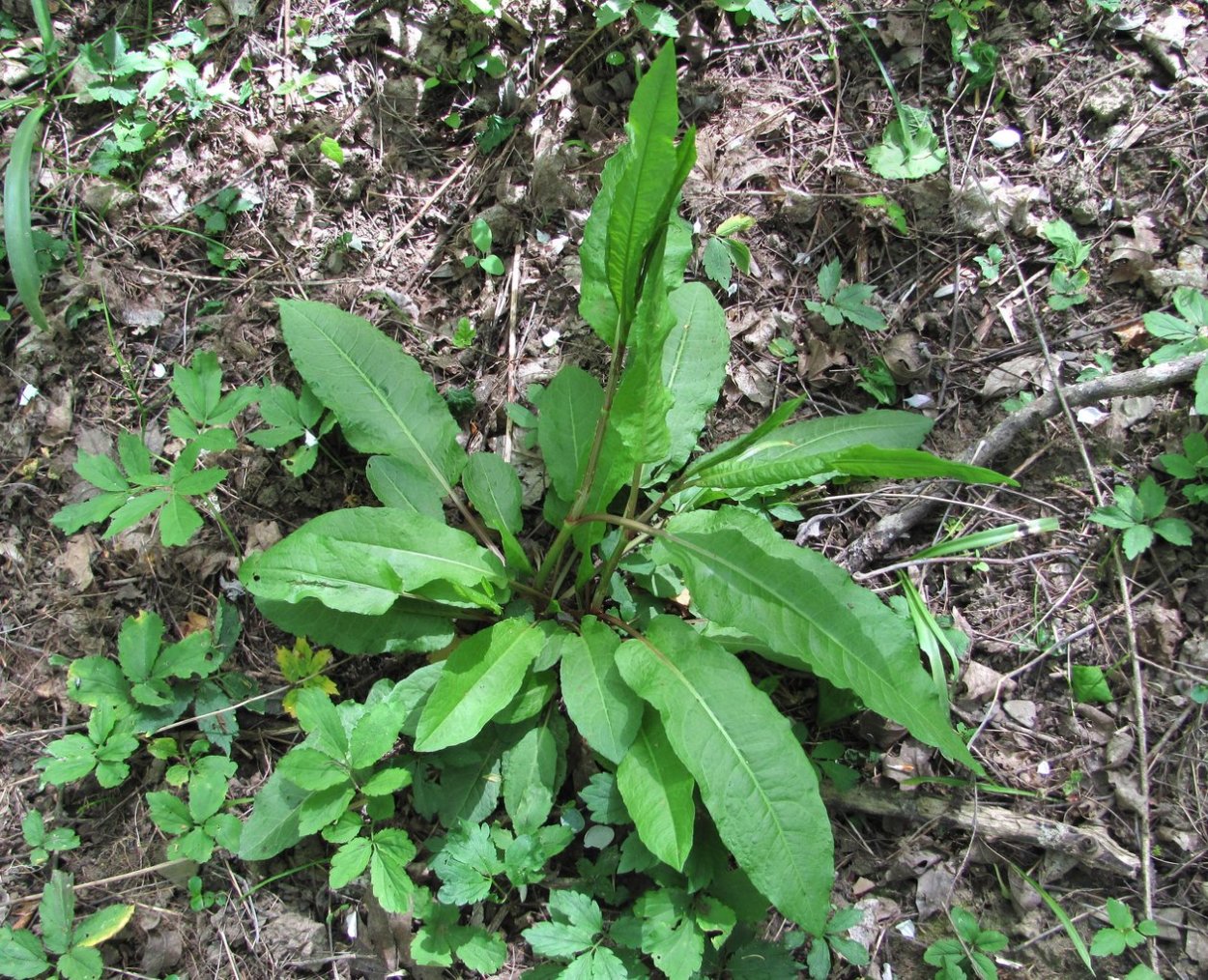 Rumex conglomeratus