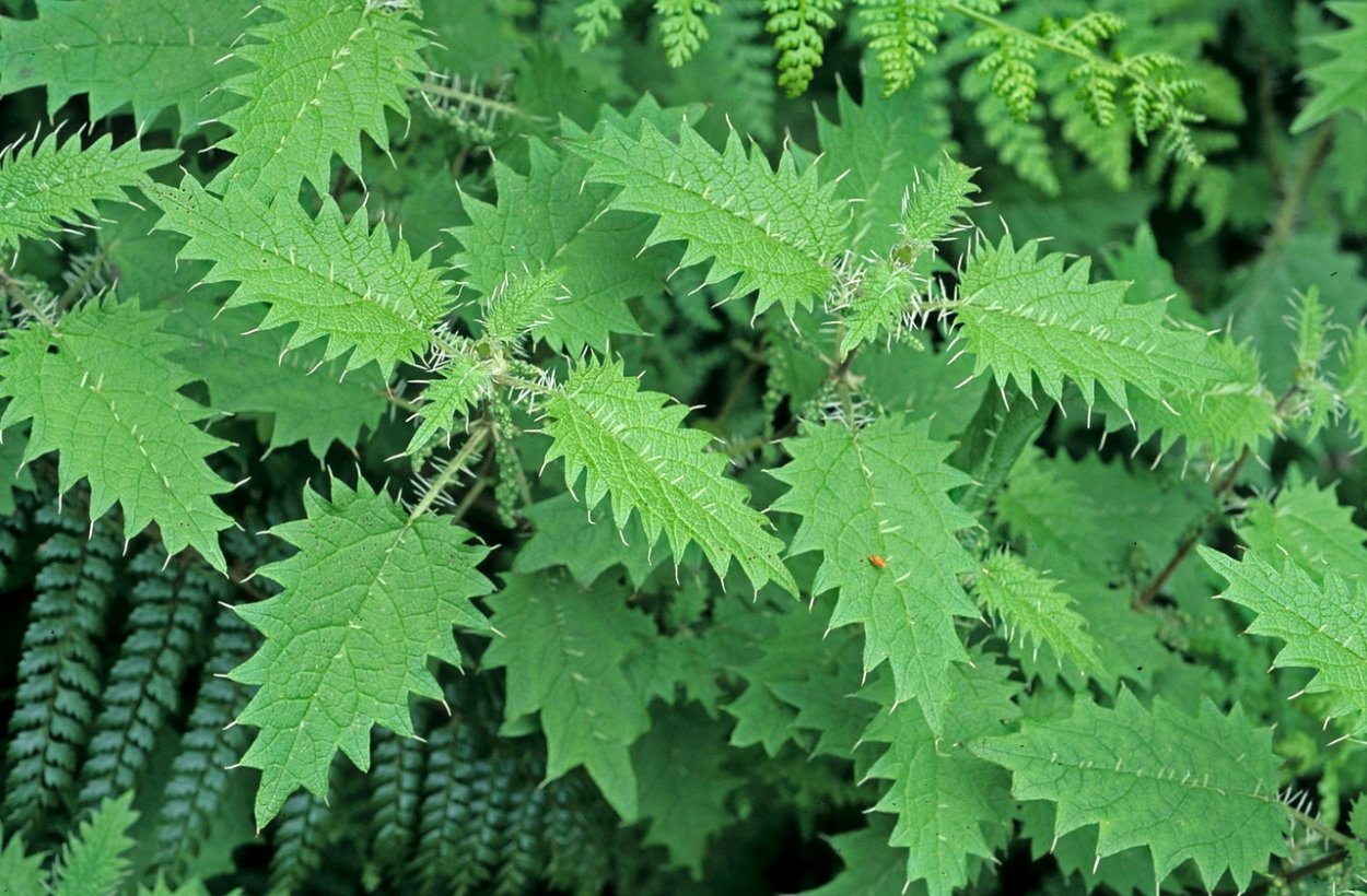 Urtica Ferox – Крапивное дерево Онгаонга