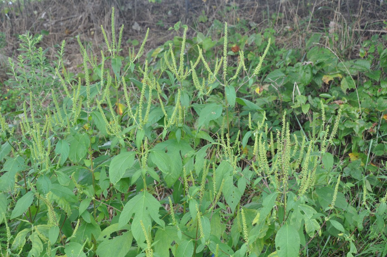 Сорняк амброзия трехраздельная