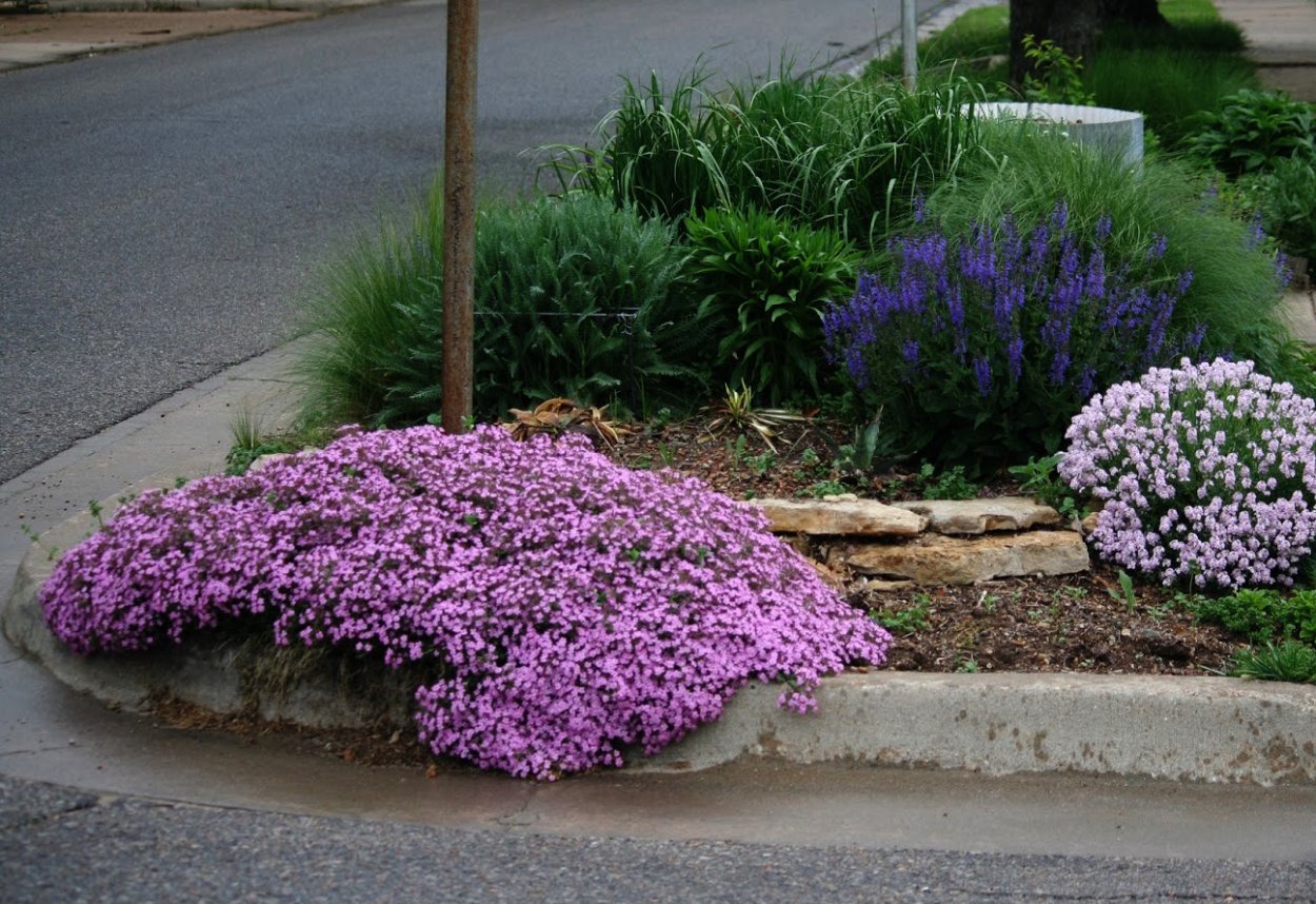 Иберис на клумбе
