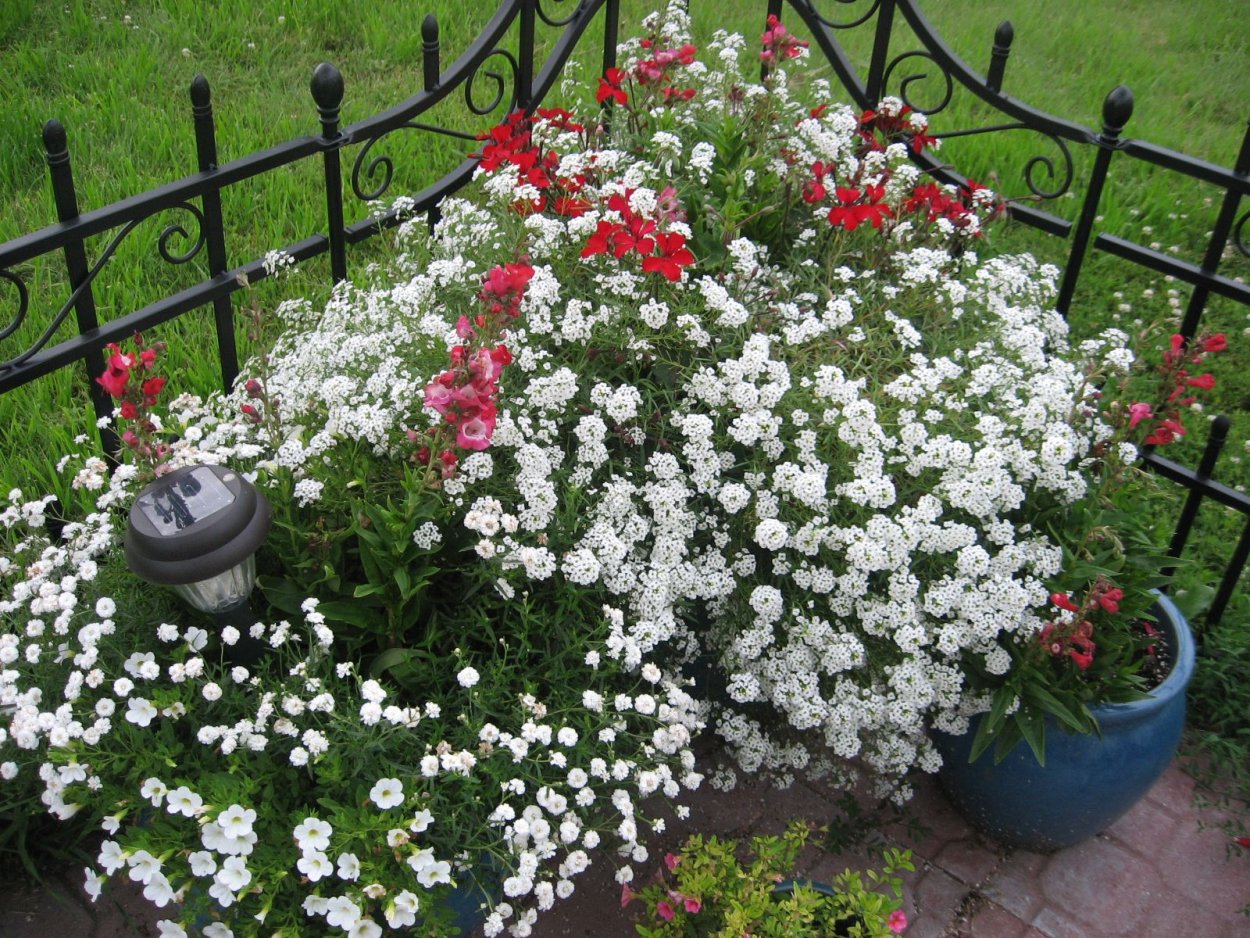 Петунии, лобелия, алиссум
