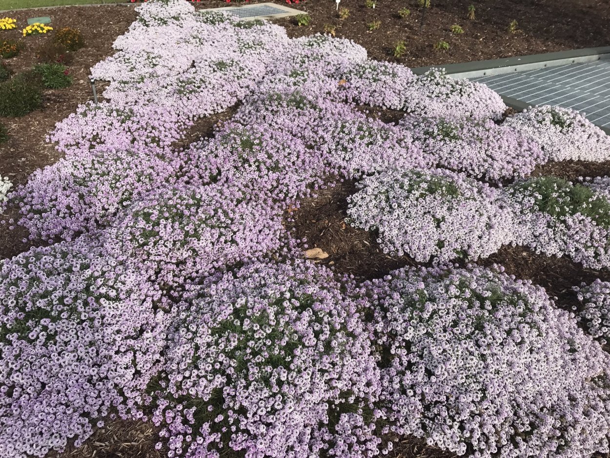 Алиссум Lucia Lavender