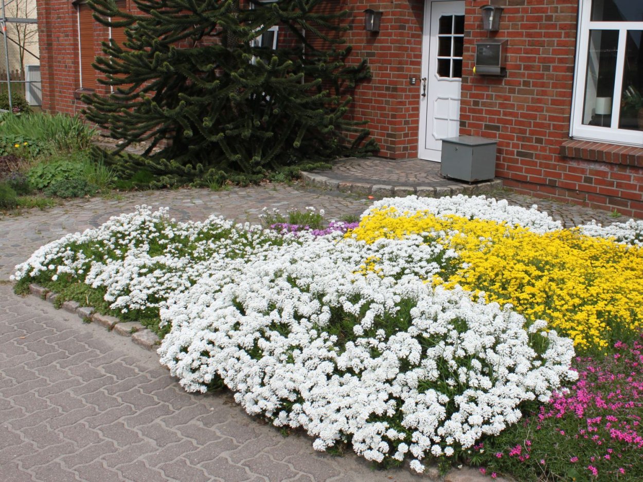 Иберис на клумбе