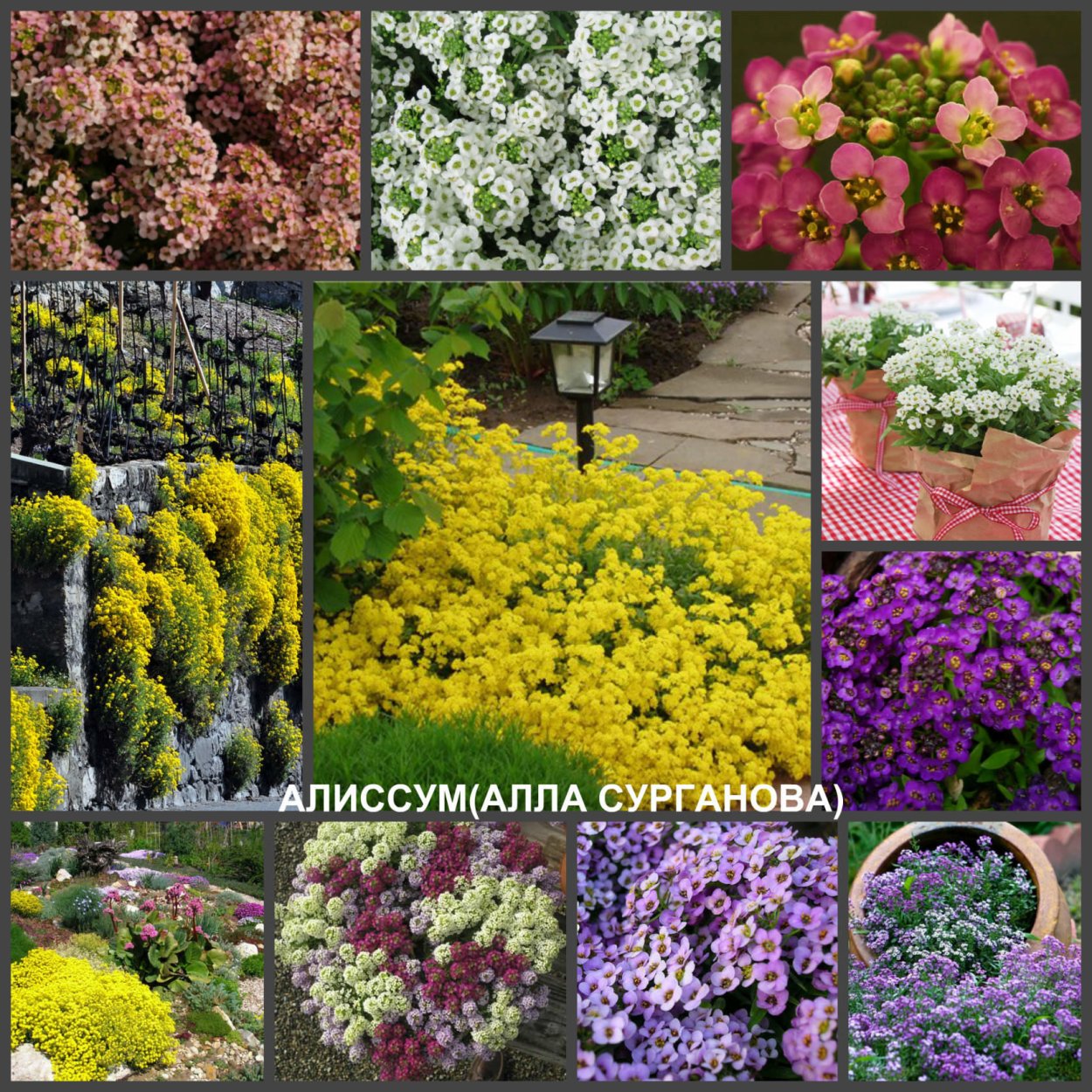 Алиссум желтый