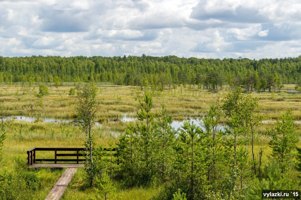 Галкинские болота в Калужской
